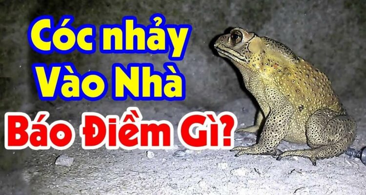 Cóc vào nhà là điềm gì? Nên đánh số gì đúng nhất?